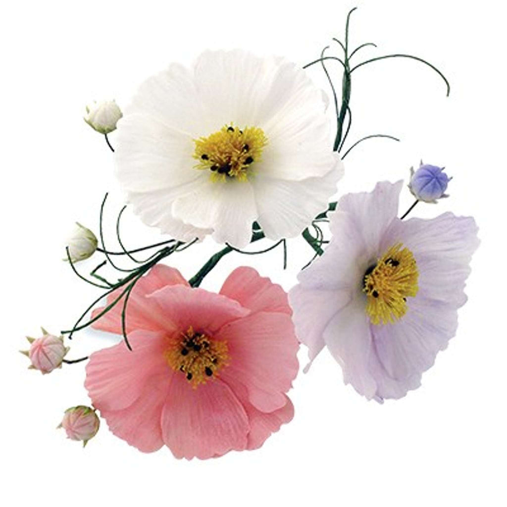 JEM Blumen Ausstechformen - Kosmos und Kelch, Set aus 2
