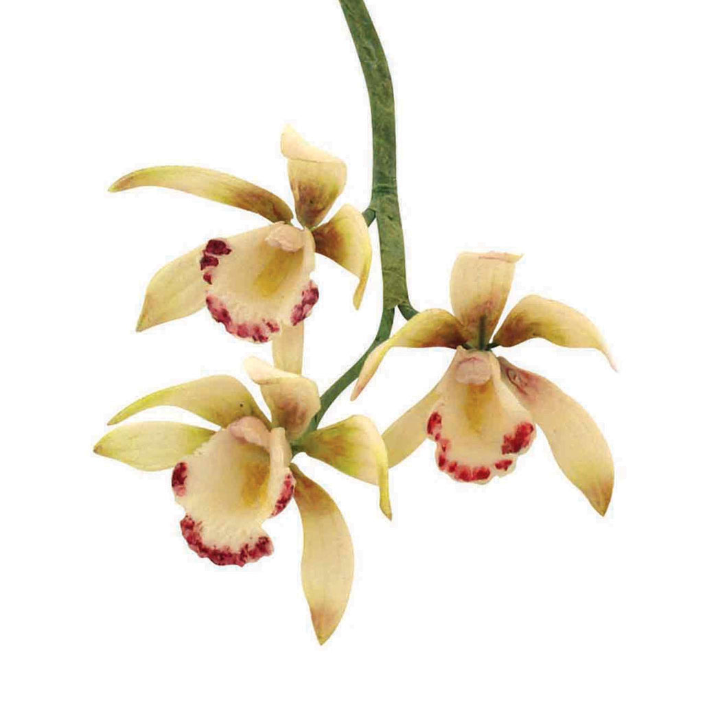 JEM Blumen Ausstechformen - Kleine Cymbidium Orchidee, Set aus 8