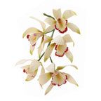 JEM Bloem Snijders - Medium Cymbidium Orchidee - Set van 8