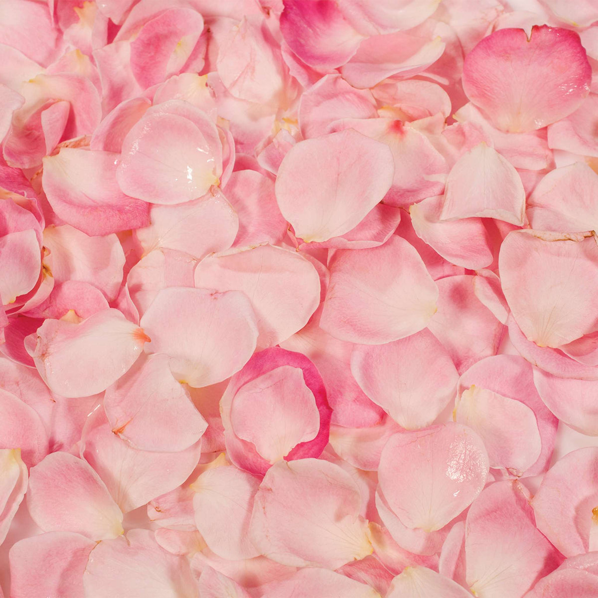Delicate Rose Natural Flavouring (25ml)