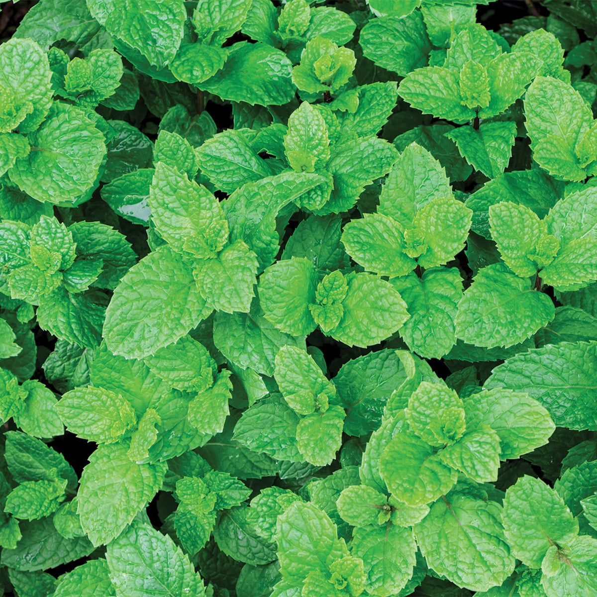 Refreshing Peppermint Natural Flavouring (25ml)