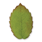 XX Large Veined Rose Leaf Plunger Fondant Cutter