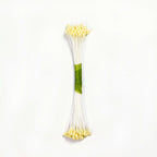 Ivory Plain Stamen Medium